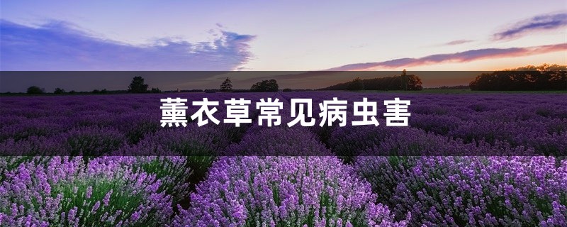 薰衣草常見病蟲害，薰衣草長紅蜘蛛
