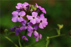 藍香芥的養殖方法和注意事項