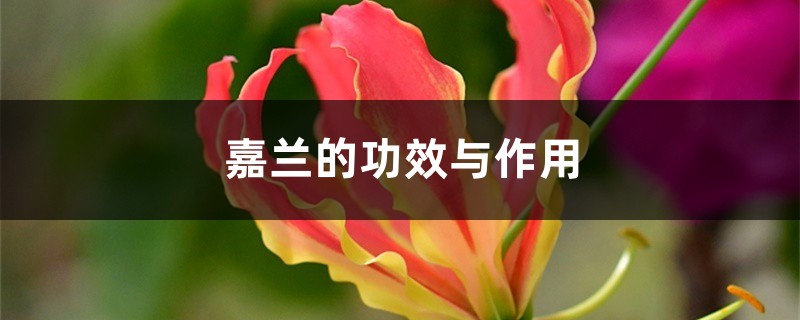 嘉蘭的功效與作用