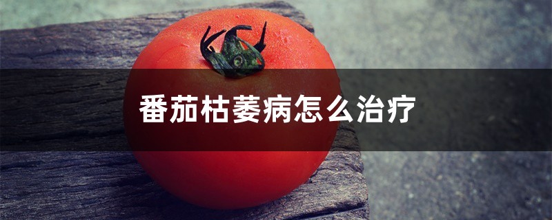 番茄枯萎病怎麼治療