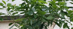 牛油果根腐病怎麼治，牛油果病害