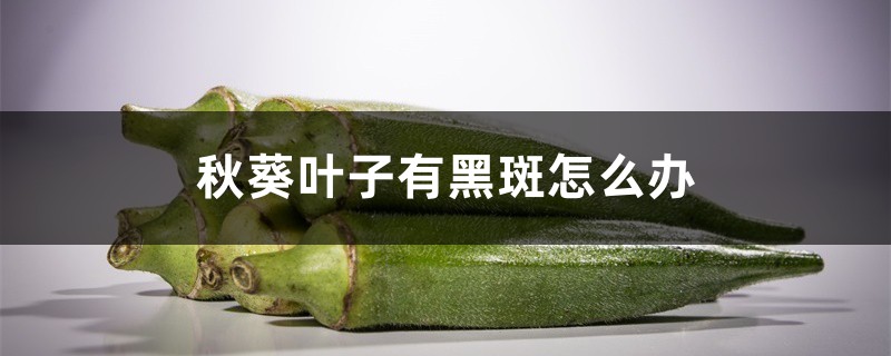 秋葵葉子有黑斑怎麼辦，秋葵葉子有黑斑咋回事