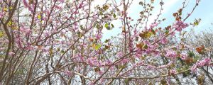 桃花病蟲害怎麼處理，桃花蟲害症狀