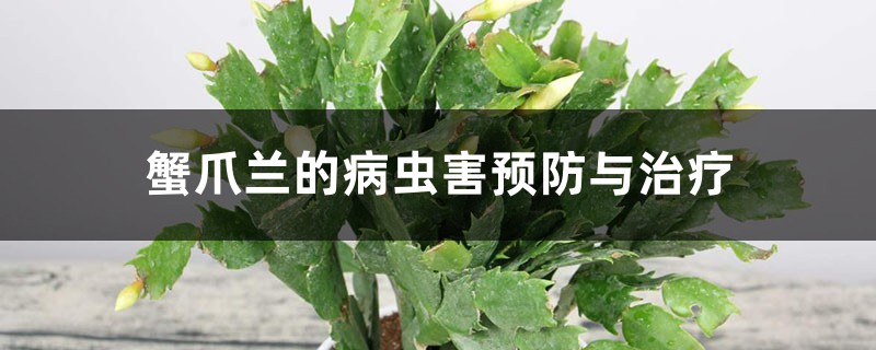 蟹爪蘭的病蟲害預防與治療，容易感染病蟲害嗎