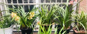 蘭花長花苞後總不開花是什麼原因，怎麼養才能開花
