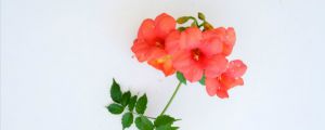 凌霄花葉子有黑斑怎麼治，葉子一碰就掉