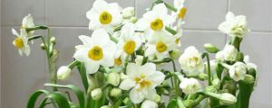 水仙花光長葉不開花怎麼辦，不開花是什麼原因