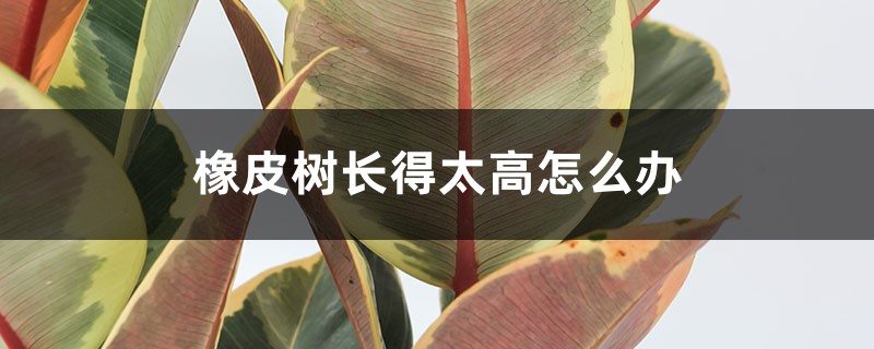 橡皮樹長得太高怎麼辦，怎麼修剪
