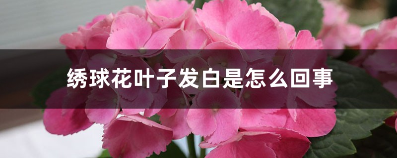 繡球花葉子發白是怎麼回事，怎麼治