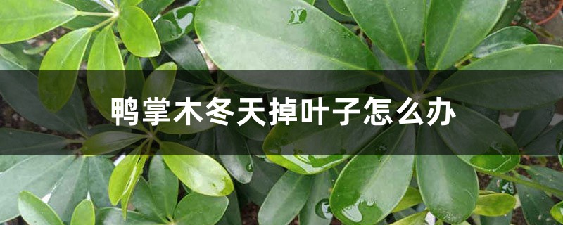 鴨掌木冬天掉葉子怎麼辦，為什麼掉葉