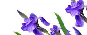 鳶尾花掉葉子怎麼處理，掉葉子的原因