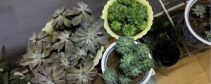 蚧殼蟲用什麼藥最有效，怎樣徹底消滅