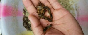 螻蛄吃什麼，對植物有害嗎