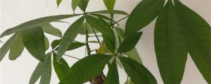發財樹澆水多了根莖腐爛了怎麼辦，怎麼使用生根粉