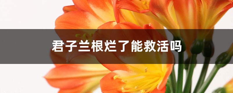 君子蘭根爛了能救活嗎
