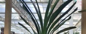 君子蘭爛心怎麼處理，爛根怎麼處理