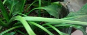 土培白掌爛根怎麼補救