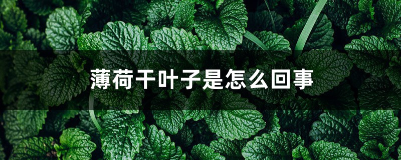 薄荷幹葉子是怎麼回事