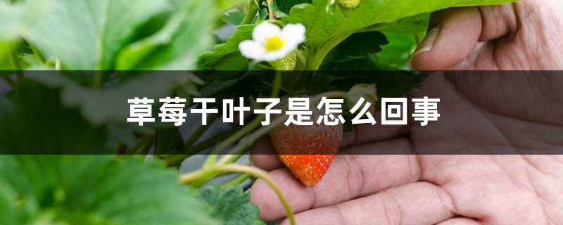 草莓幹葉子是怎麼回事