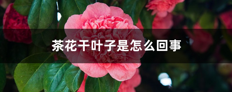 茶花幹葉子是怎麼回事
