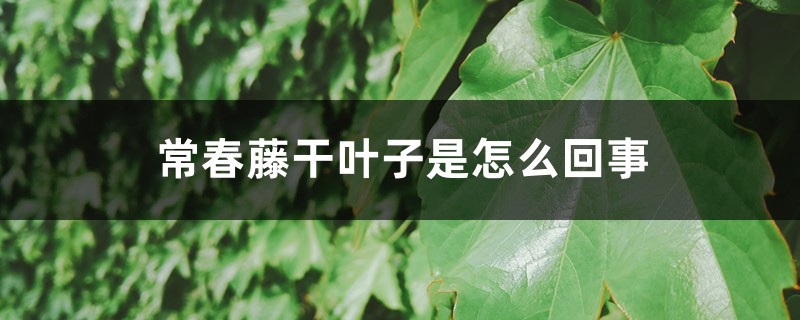 常春藤幹葉子是怎麼回事