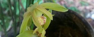 蘭花葉子發黃是什麼原因，該怎麼處理
