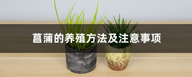 菖蒲的養殖方法及注意事項