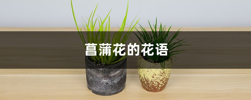 菖蒲花的花語和寓意，有什麼傳說故事