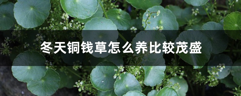 冬天銅錢草怎麼養比較茂盛