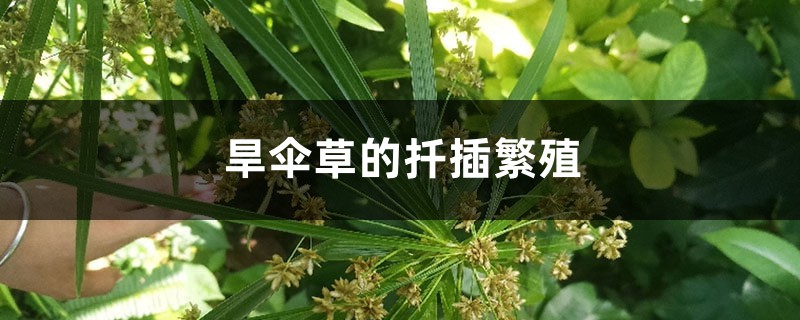 旱傘草的扦插繁殖