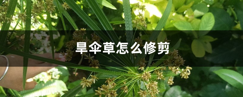 旱傘草怎麼修剪，葉尖發黃怎麼辦