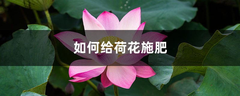 荷花施肥方法，用什麼肥好