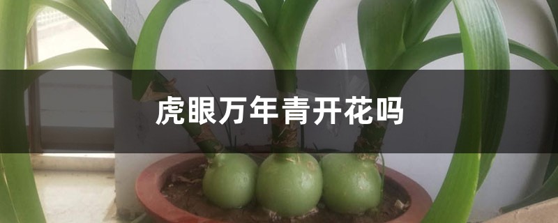 虎眼萬年青開花嗎