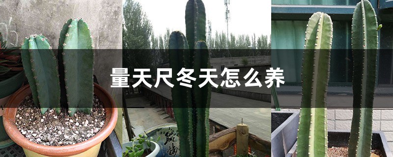 量天尺冬天怎麼養，凍傷了怎麼辦