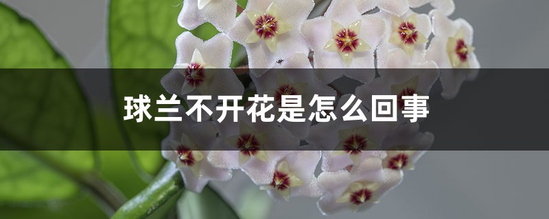 球蘭不開花是怎麼回事