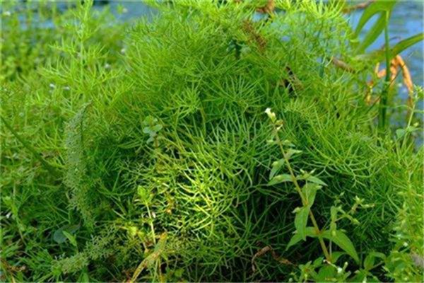 水蕨的養殖方法和注意事項