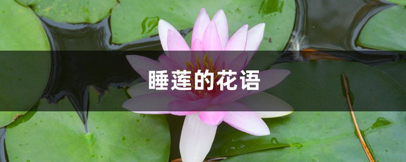 睡蓮的花語和寓意，有什麼傳說故事