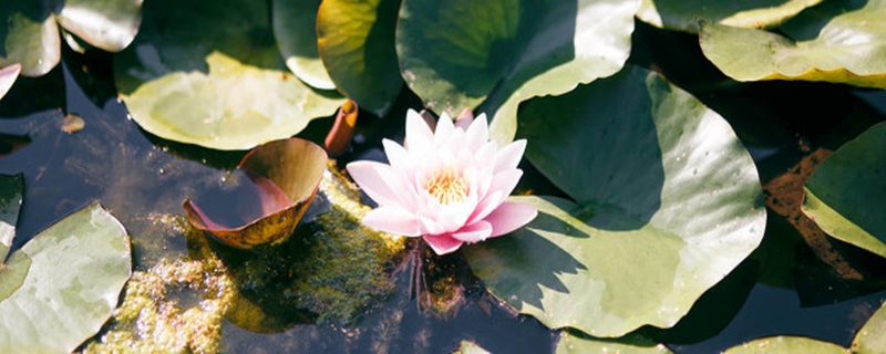 睡蓮種子怎麼發芽，發芽後怎麼種植