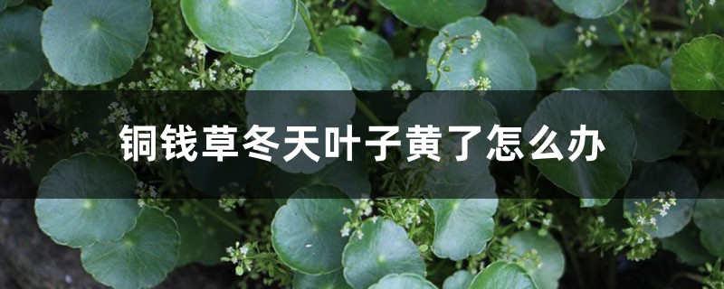 銅錢草冬天葉子黃了怎麼辦