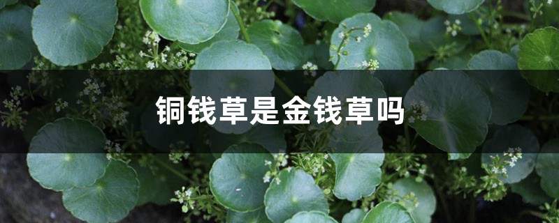 銅錢草是金錢草嗎，銅錢草與金錢草的區別