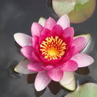 碗蓮