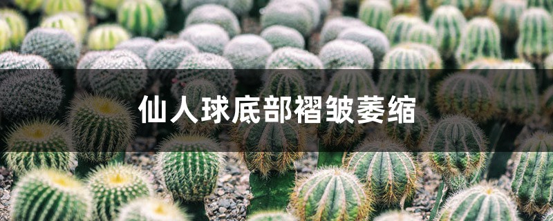 仙人球底部褶皺萎縮