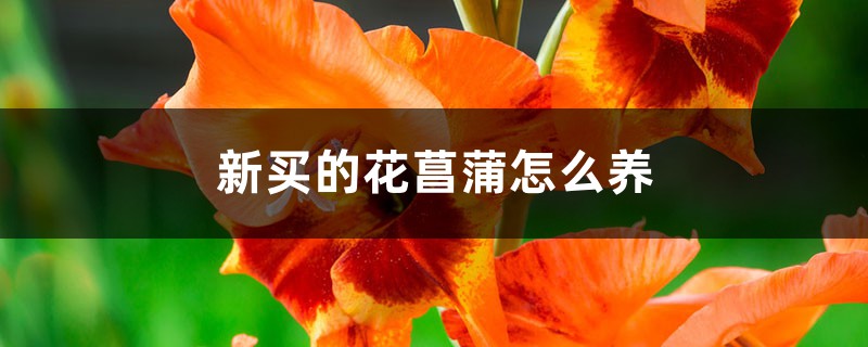 新買的花菖蒲怎麼養