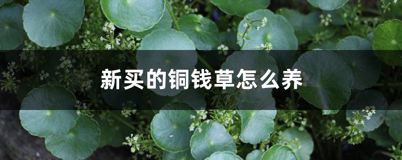 新買的銅錢草怎麼養