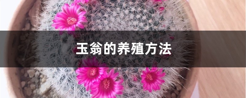 玉翁的養殖方法