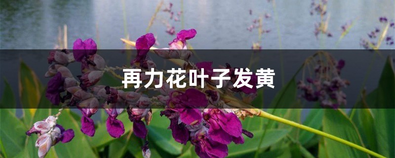 再力花黃葉的原因和處理辦法