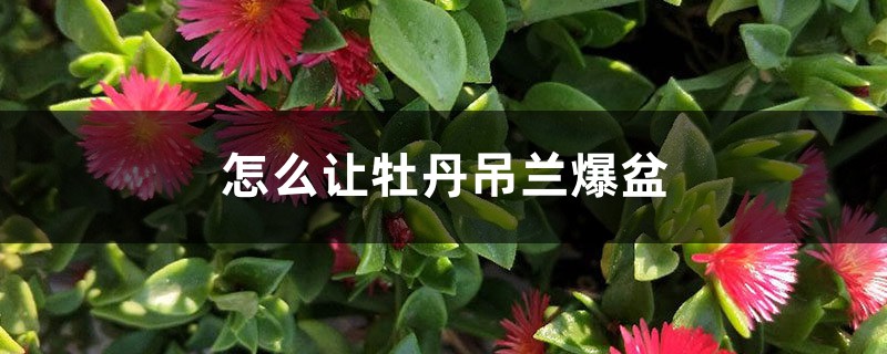 怎麼讓牡丹吊蘭爆盆，怎麼扦插