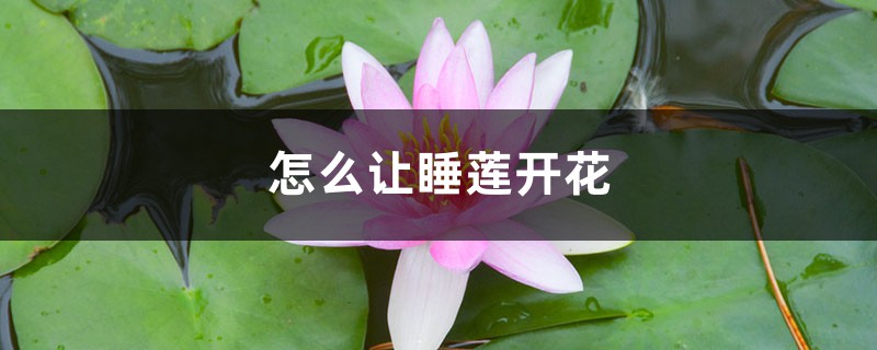 怎麼讓睡蓮開花，一天什麼時候開花