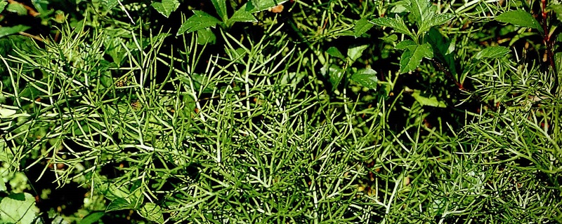 怎麼養水蕨
