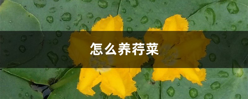 怎麼養荇菜